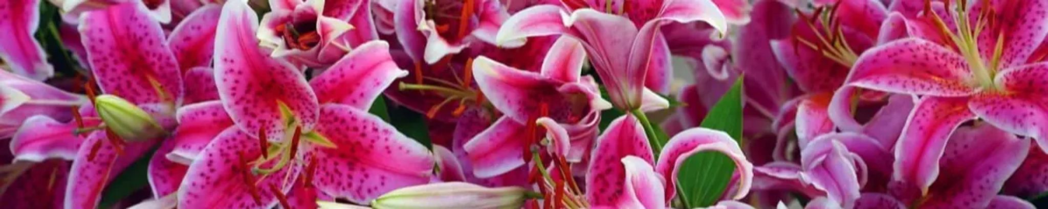 Cover photo for Andrea "Anne" Houghton's Obituary