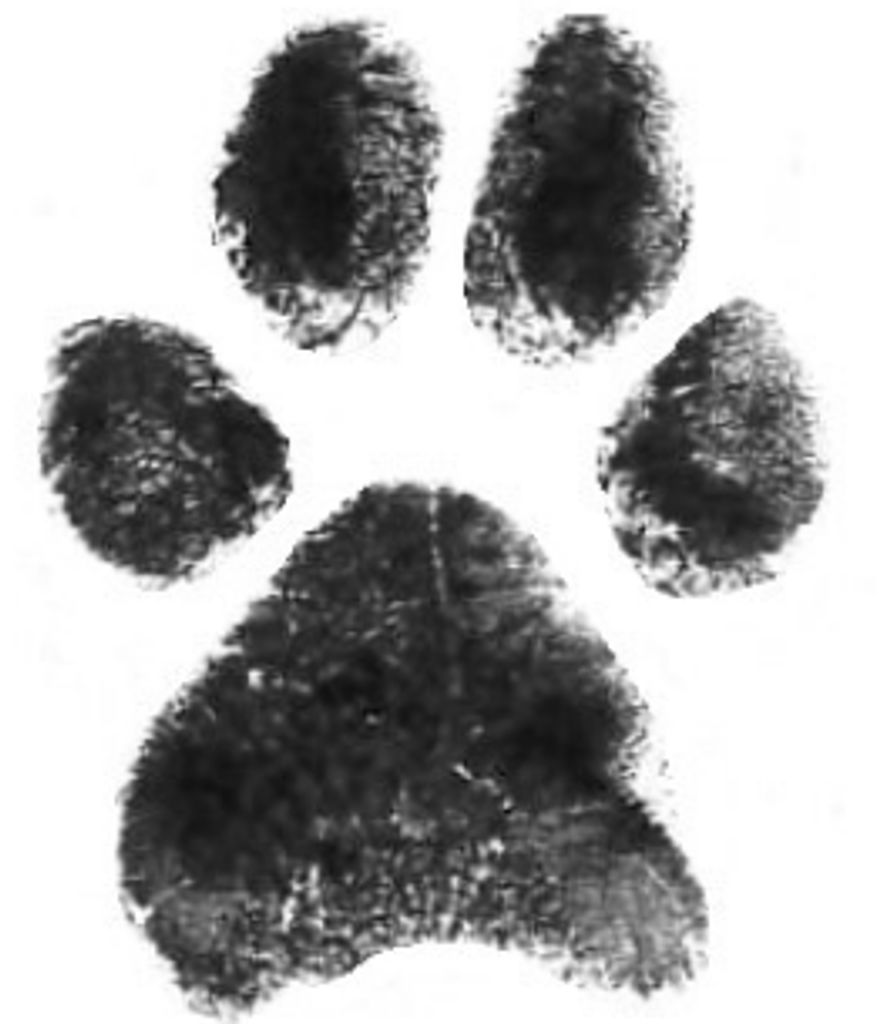 Pearl Dycus