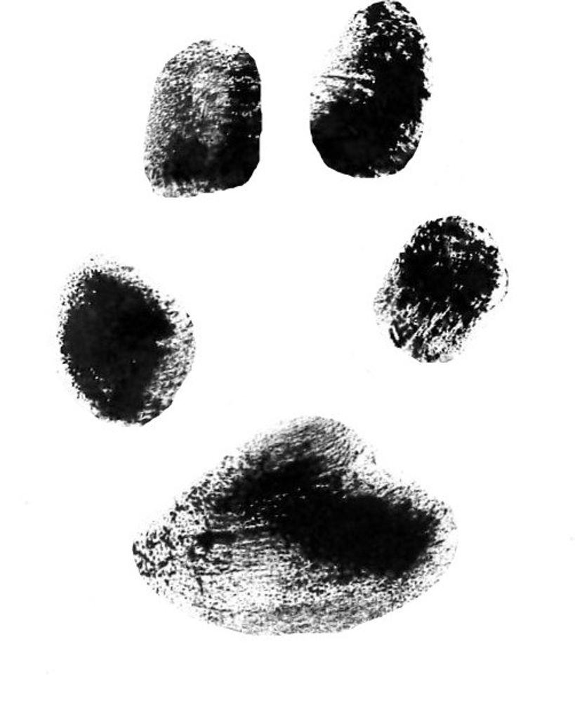 Panda Loria Profile Photo