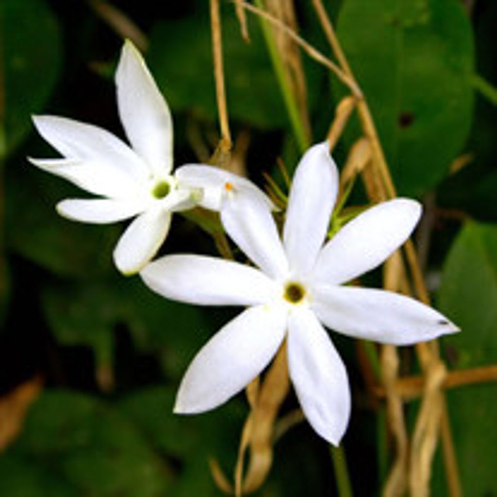 Helvetia Paul