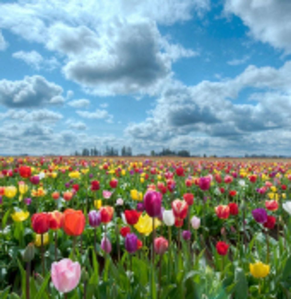 Bonnie Elizabeth Hall