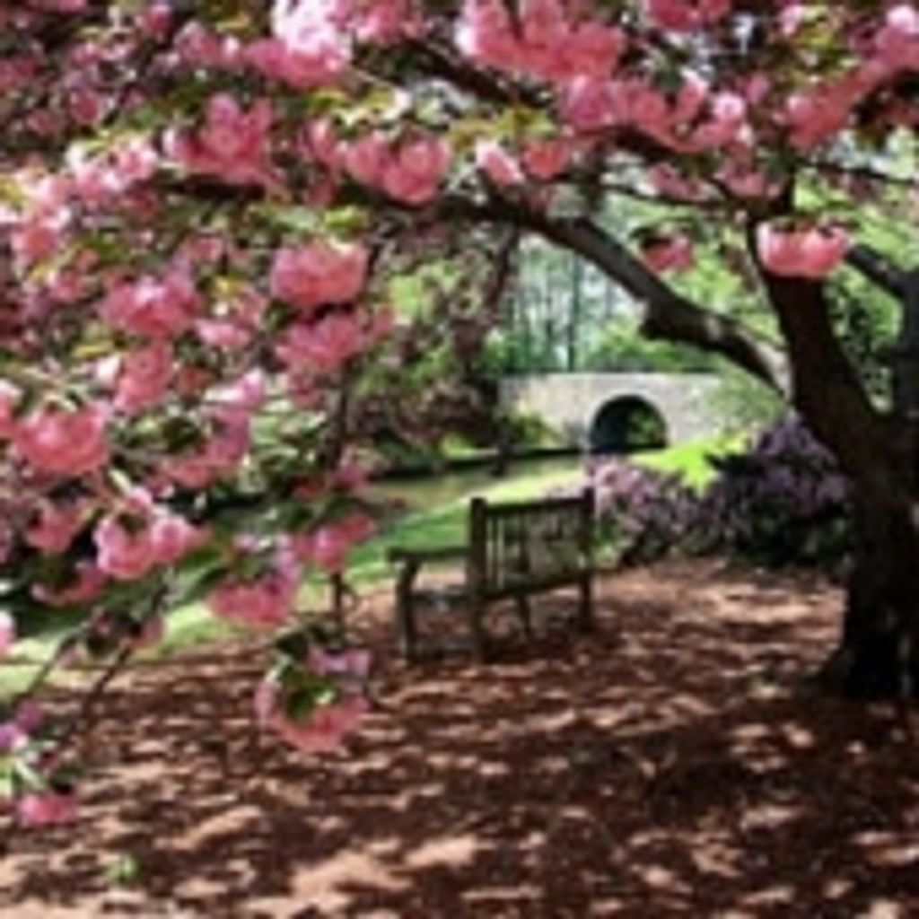 Dana Jones Macmillan