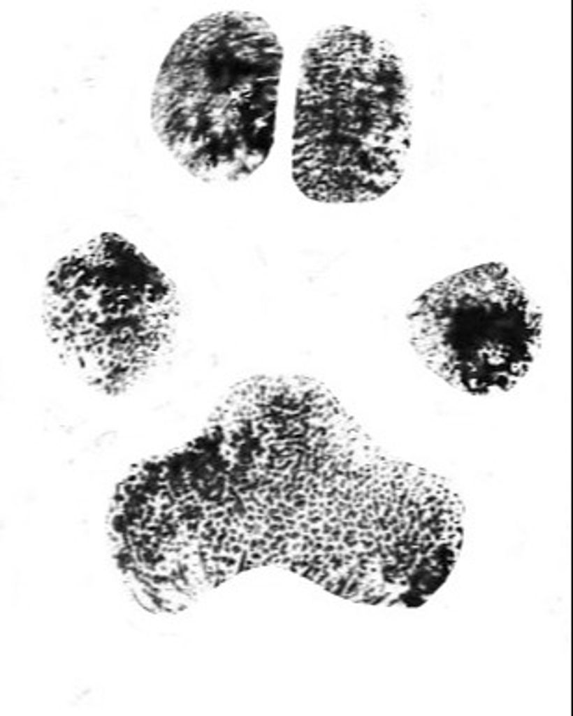 Sheba Benfield Profile Photo