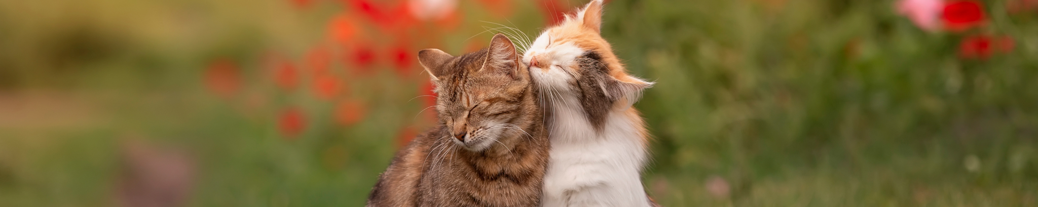 Cover for Bruce Wayne Ferry's Obituary