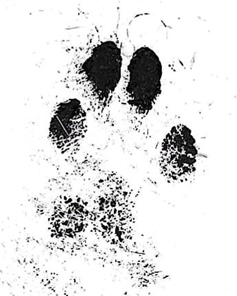 Sophie Ann Miller Profile Photo