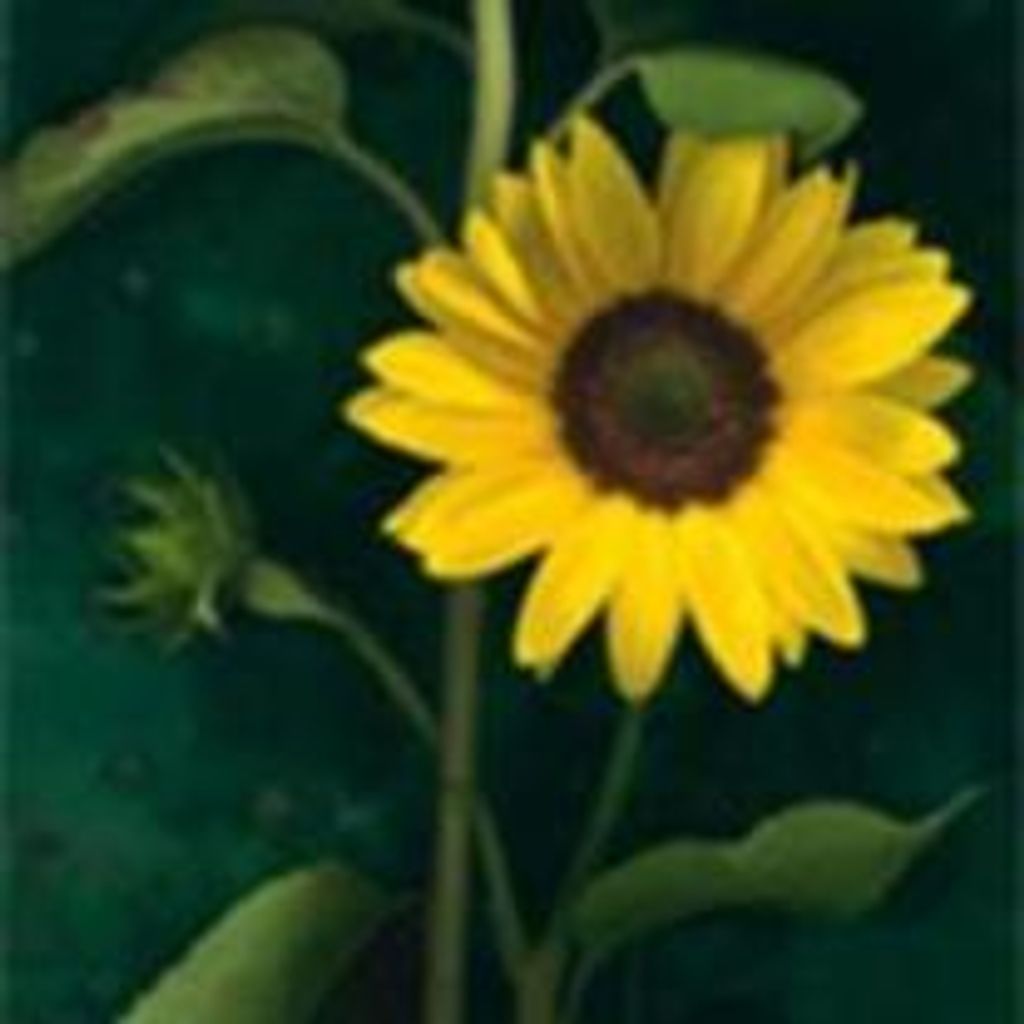 Eunice E. Williamson