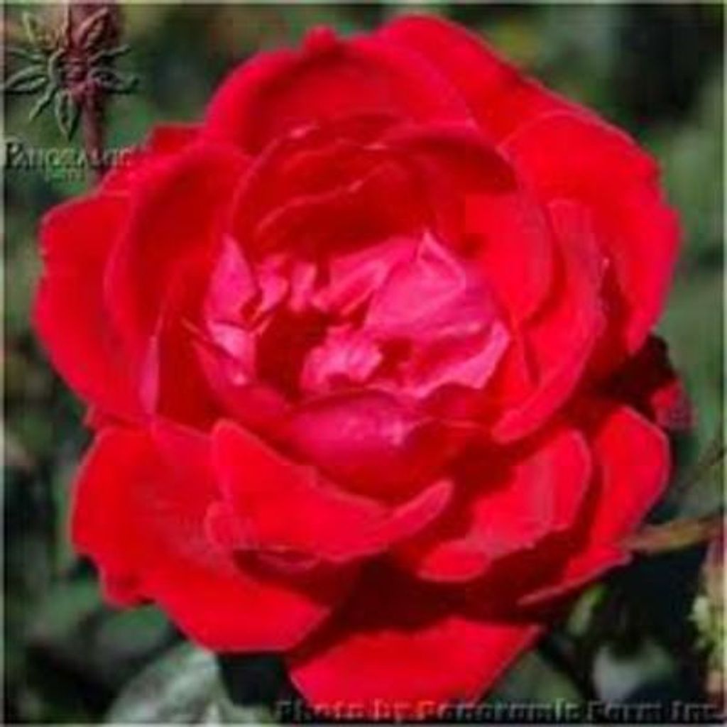 Dorothy E. Divis Profile Photo