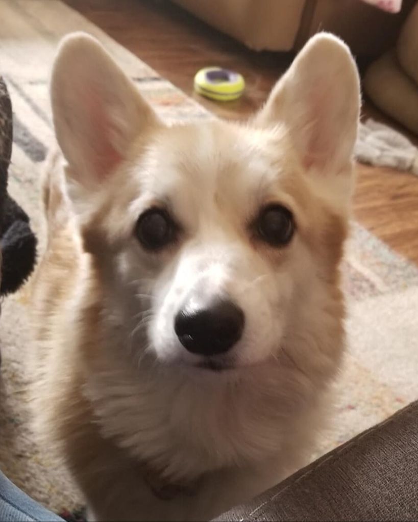 Chapman White Profile Photo