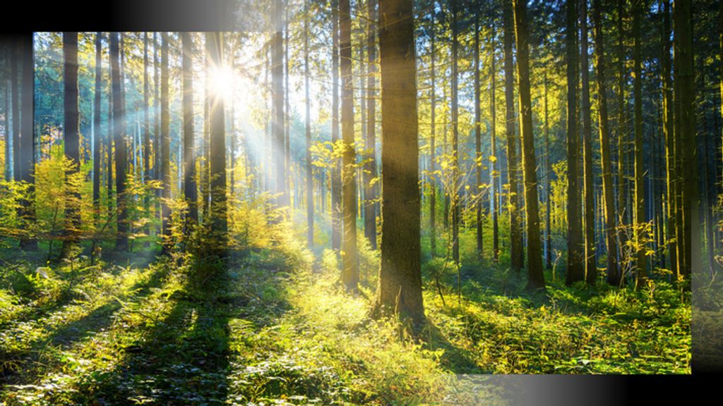 Howard Winford Norton, Jr. Profile Photo