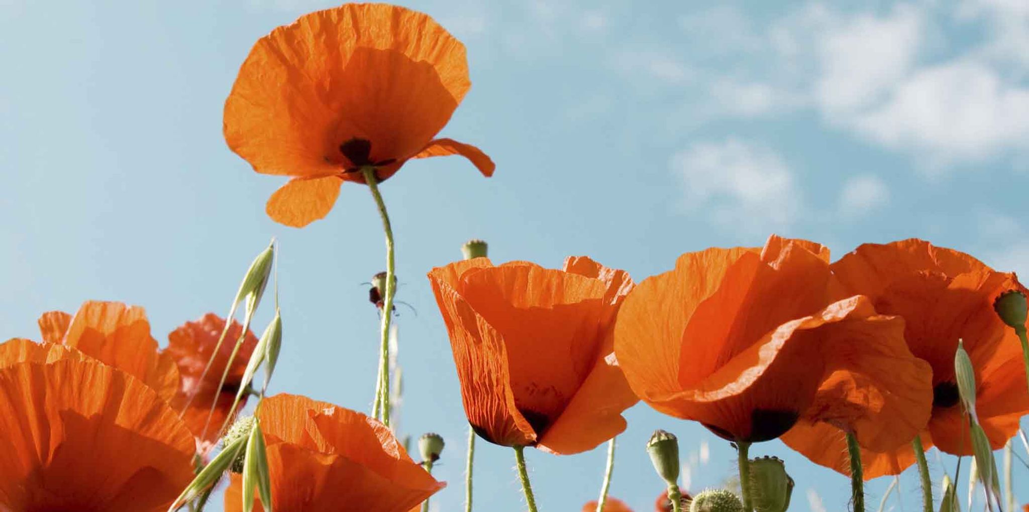 Cover for Agnes Marie Rein's Obituary