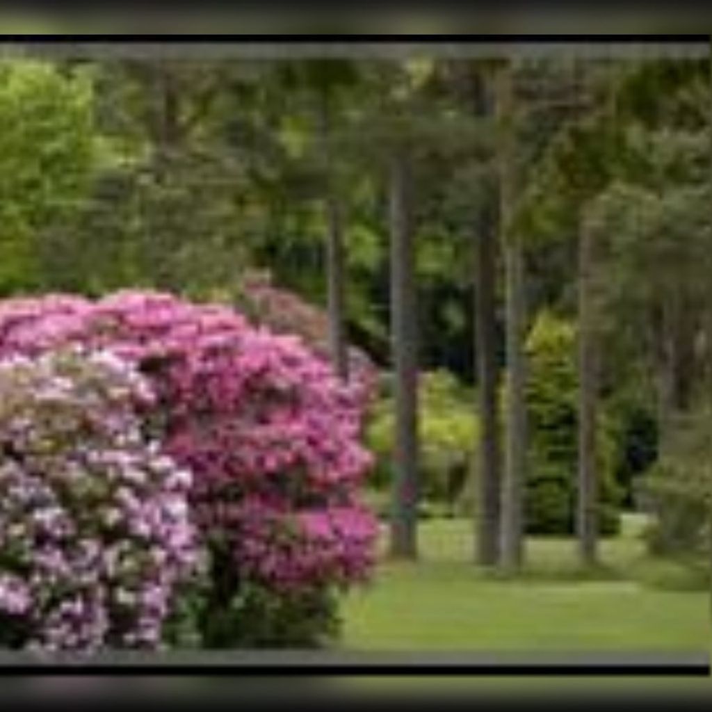 Bettie Angeline Coley