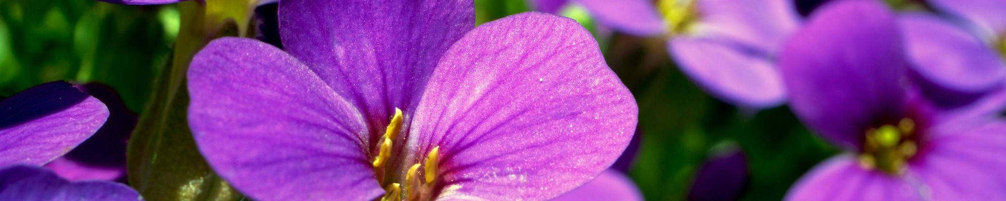 Cover for Violet Windham's Obituary