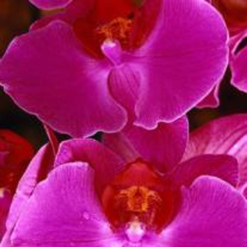 Margaret Leroy Love