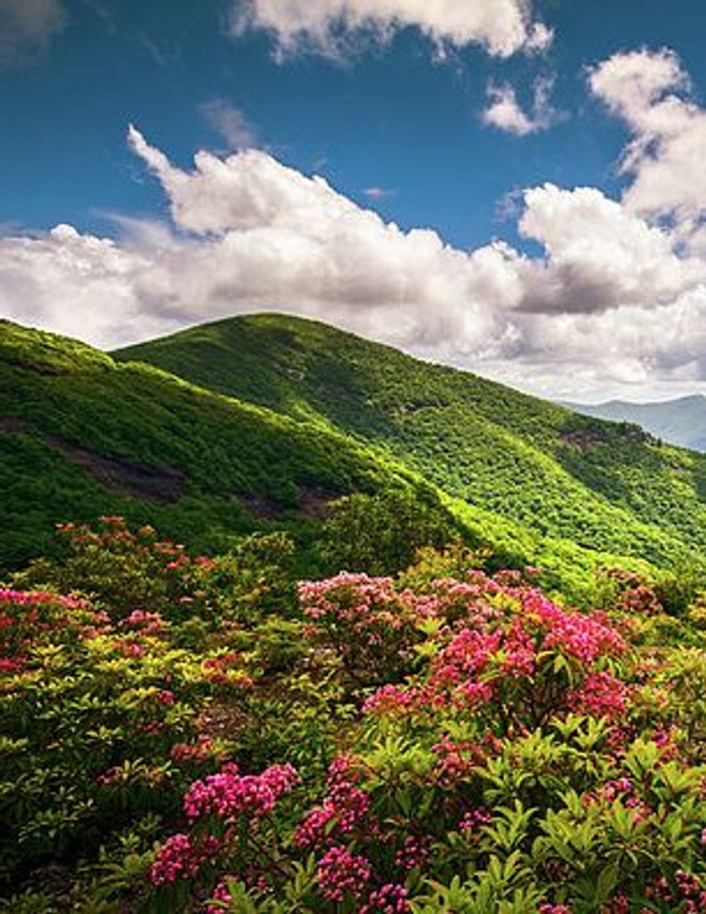 Dennis Simmons Profile Photo