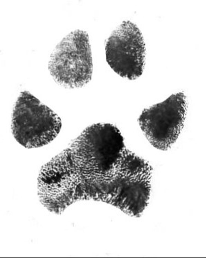 China Shuford Profile Photo