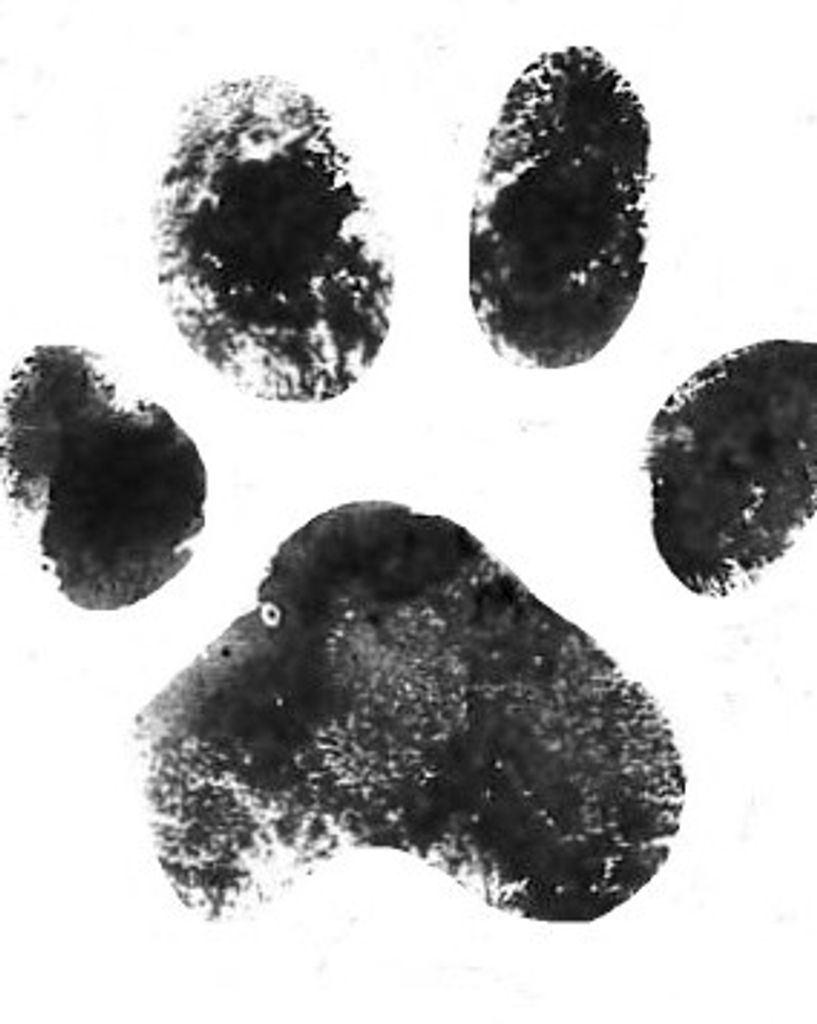 Fat Boy Noblitt Profile Photo