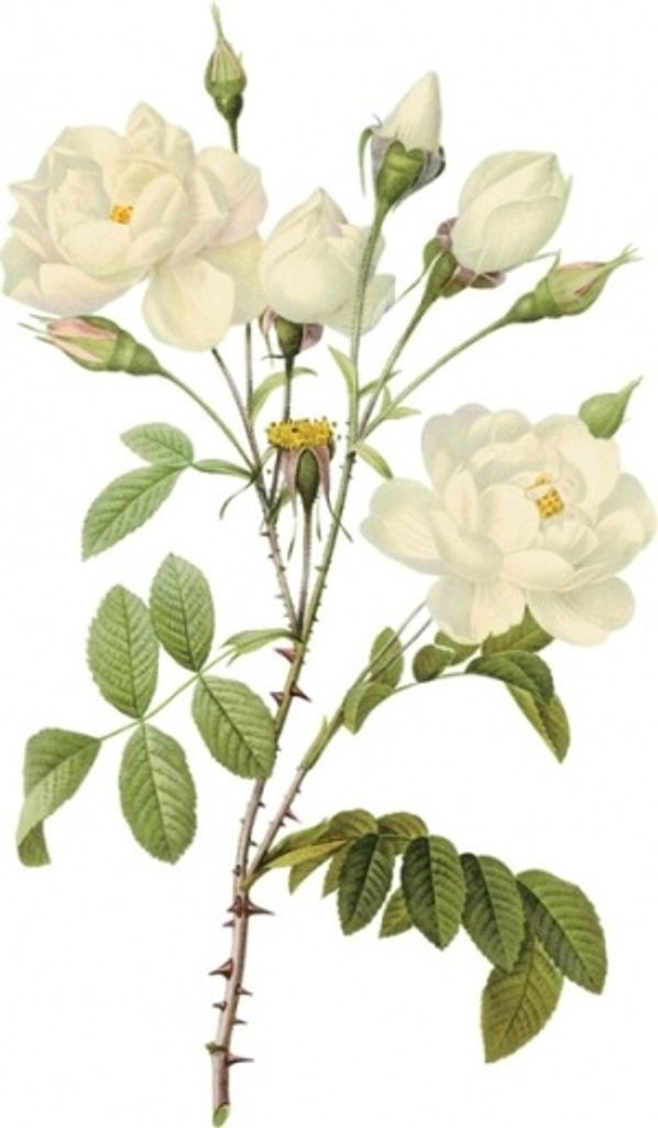 Patricia A. (Wunder)  Murphy