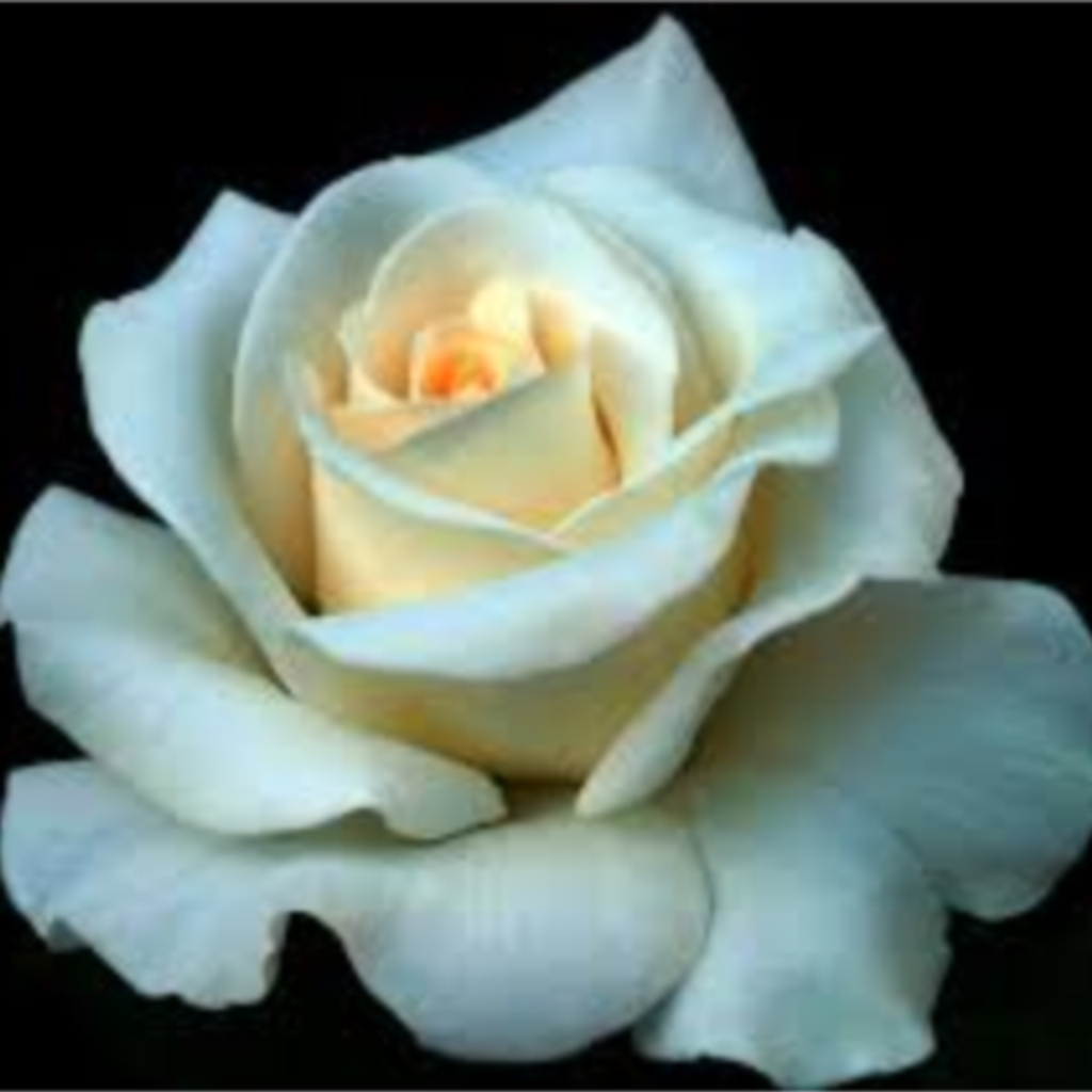 Muriel Paulette Jackson Profile Photo