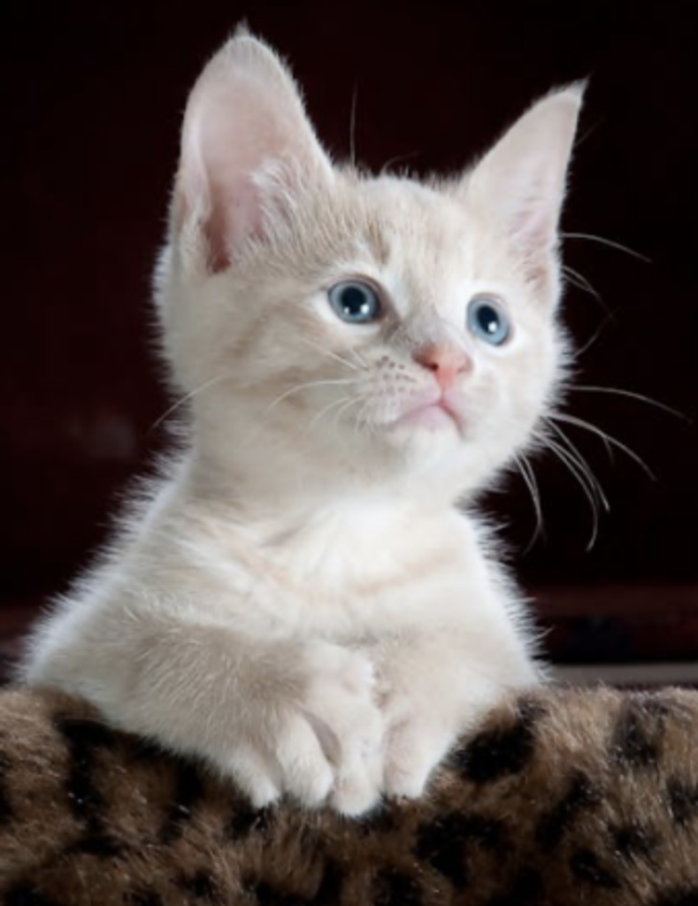 Mrs. Dianne Titus Cunningham