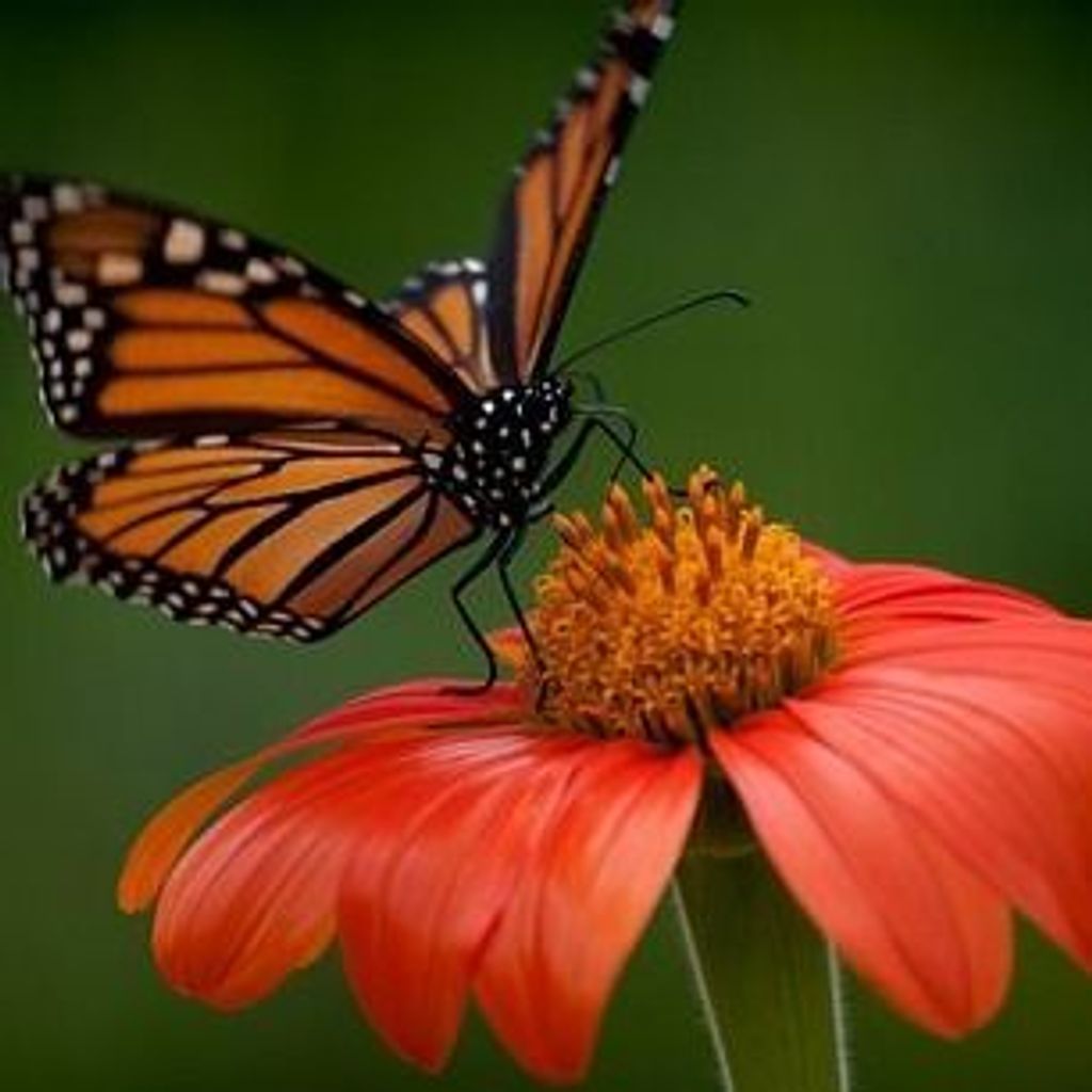 Dorothy J Barr Profile Photo