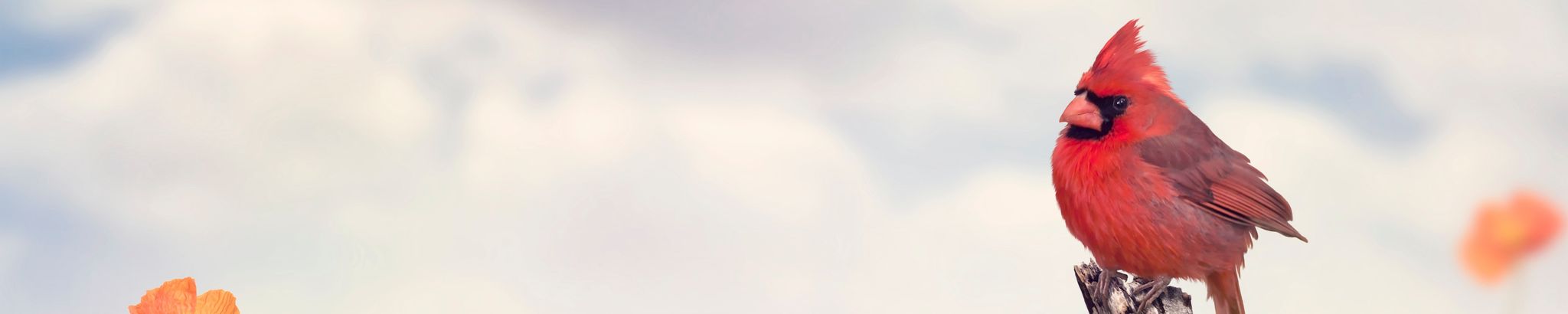 Cover for Sandra K. Haas's Obituary