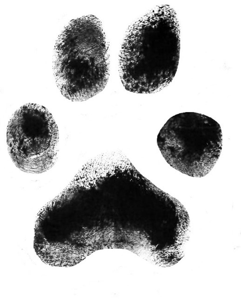 Ginger Shook Profile Photo