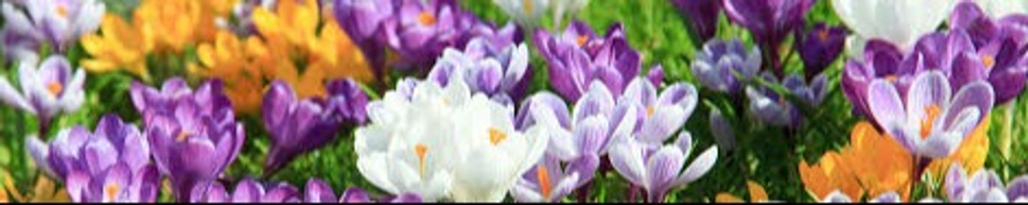 Cover photo for Linda Lou Young's Obituary
