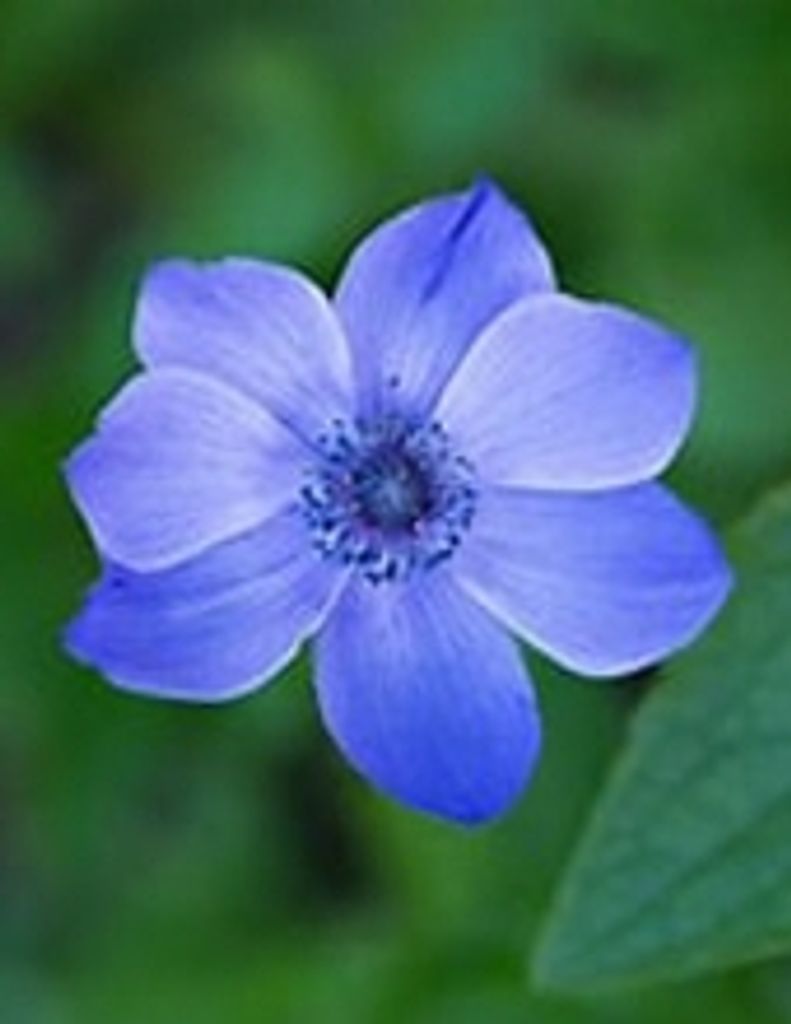 Donna Simo