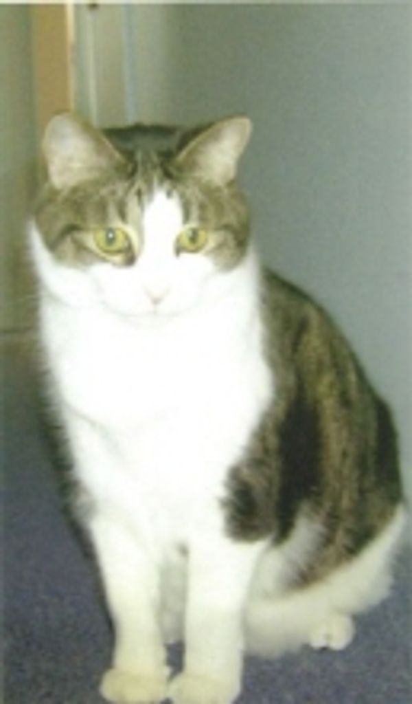 Morris Perri Profile Photo