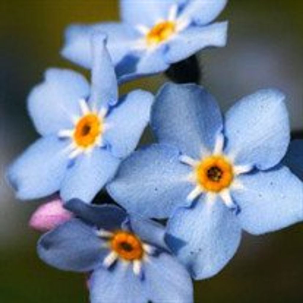 Warren  Stanley Kornberg