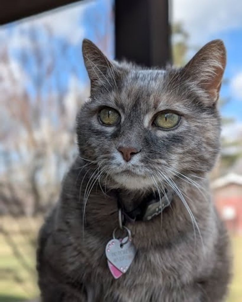 Dutchess Cook-Weaver Profile Photo