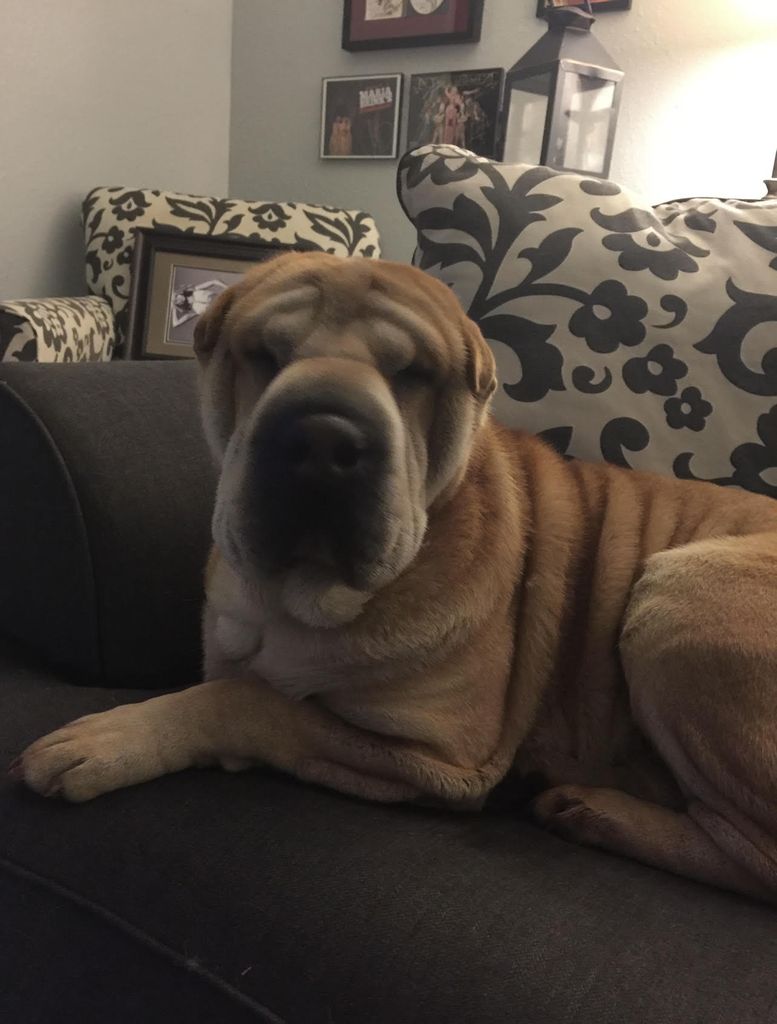 Duchess Profile Photo