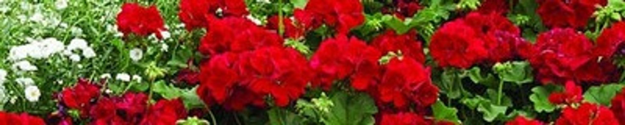 Cover for Kathleen "Kathy" Crisci's Obituary