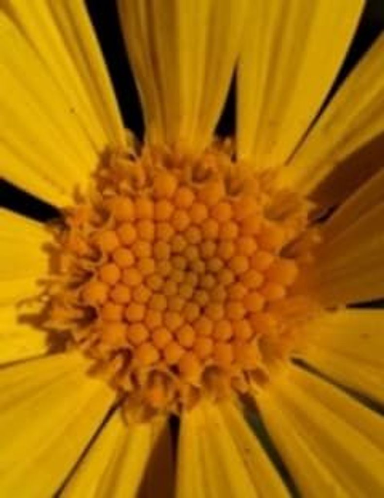 Milton Simon Profile Photo