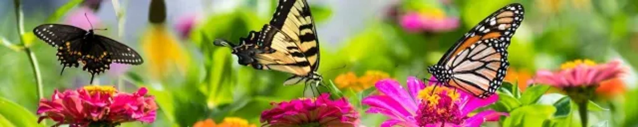Cover photo for Cynthia Ann Daniel's Obituary