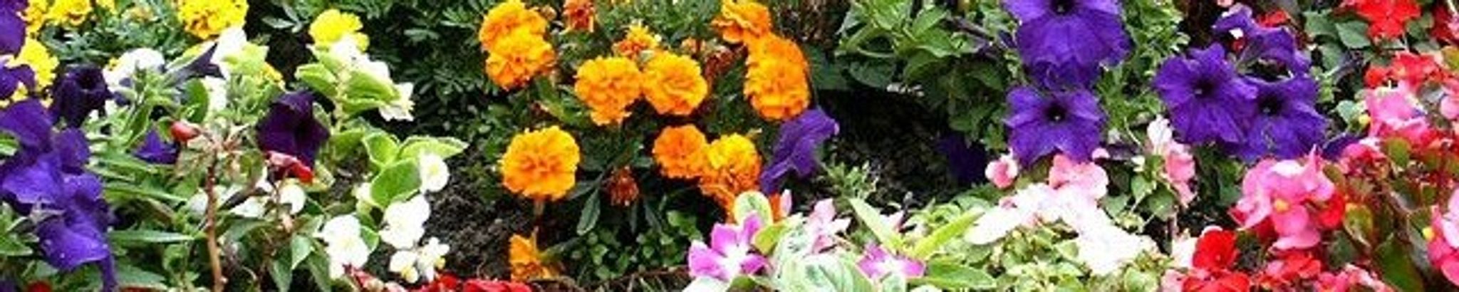 Cover photo for Mary Elizabeth Richerson's Obituary