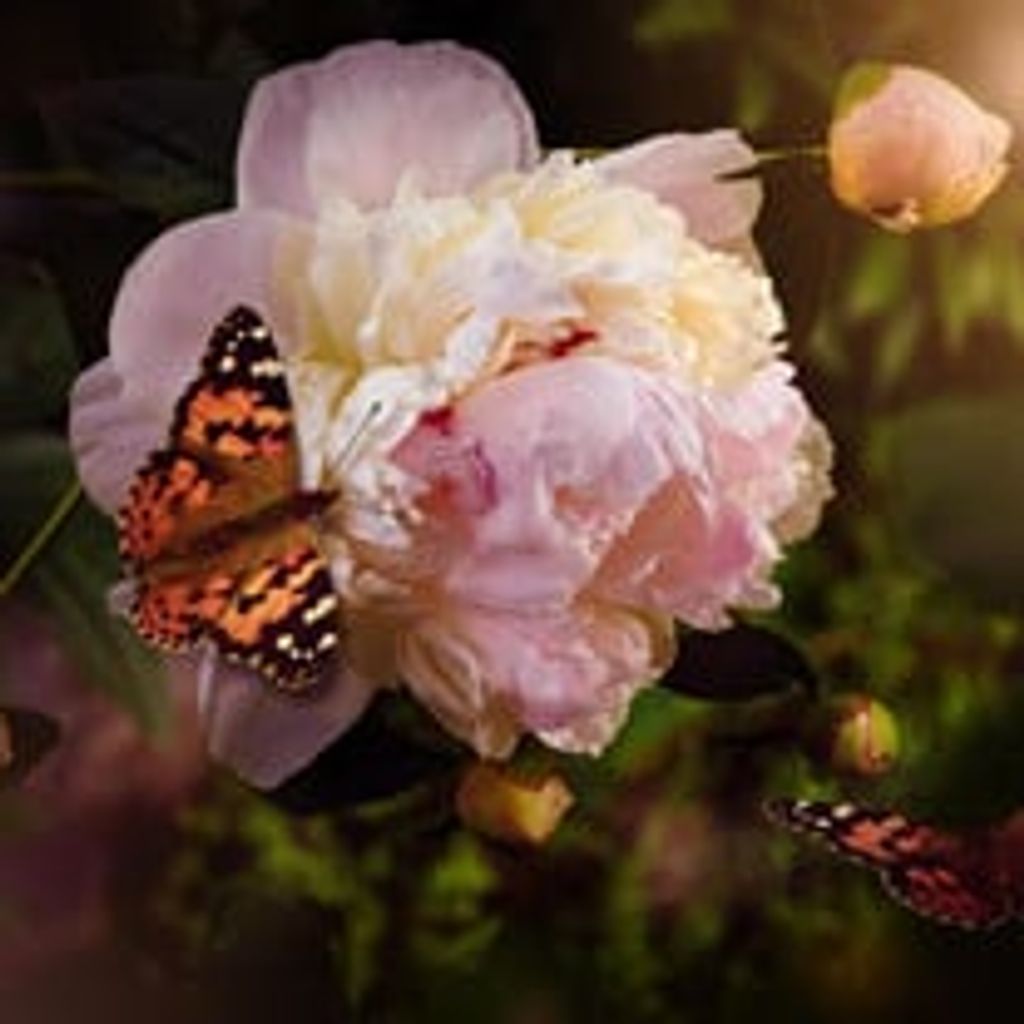 Shirley Ann Mott
