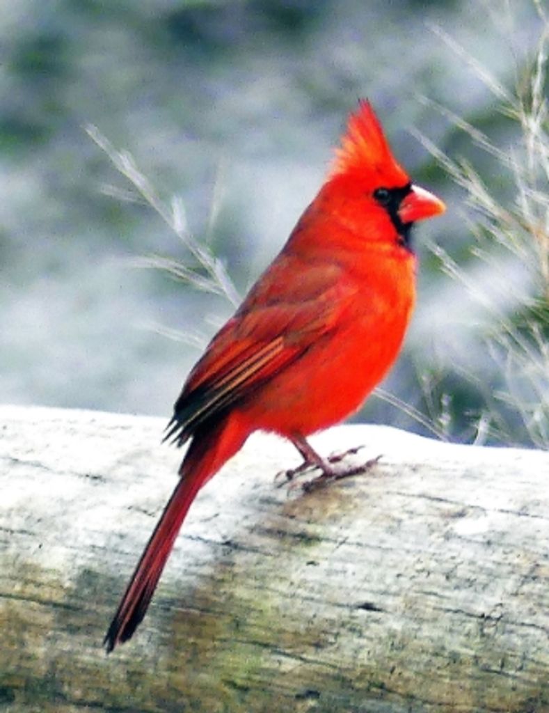 William August Parker Profile Photo