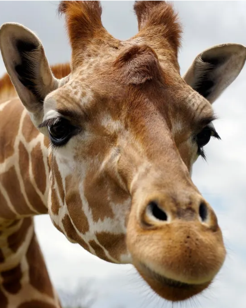 Marcia Wittmann Denison