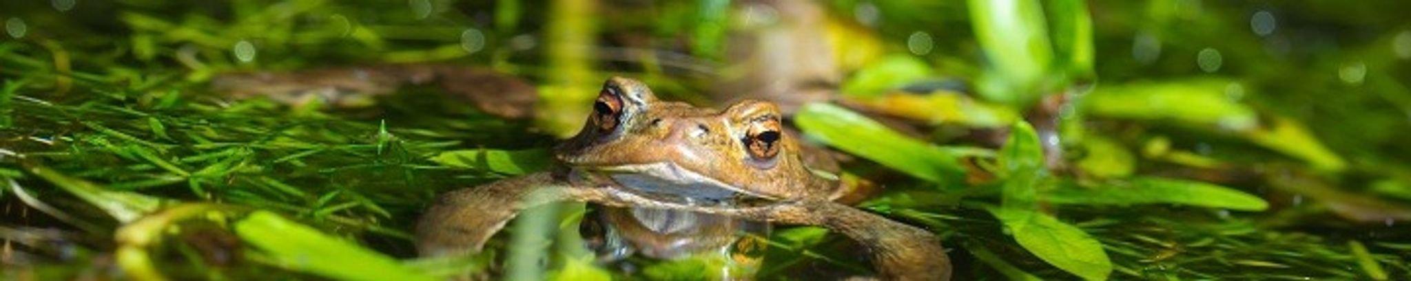Cover for Joan M. Jackson's Obituary