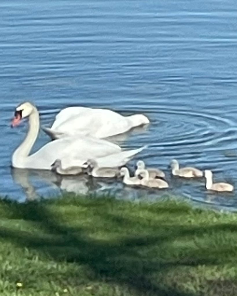 Rodolfo Morales Monares
