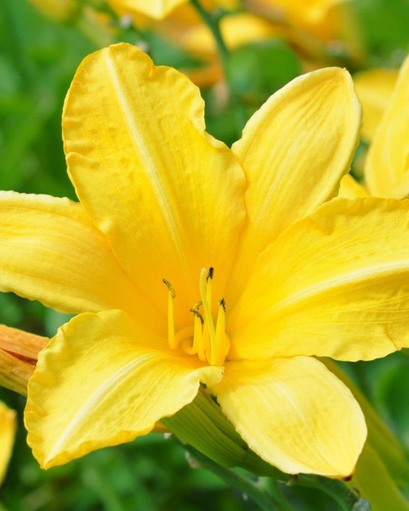 Josephine Mary Lees Profile Photo