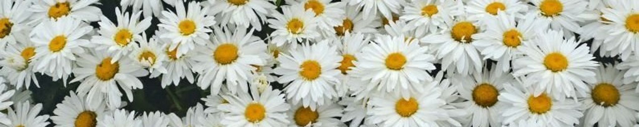 Cover for Reda Flo McGlocklin's Obituary