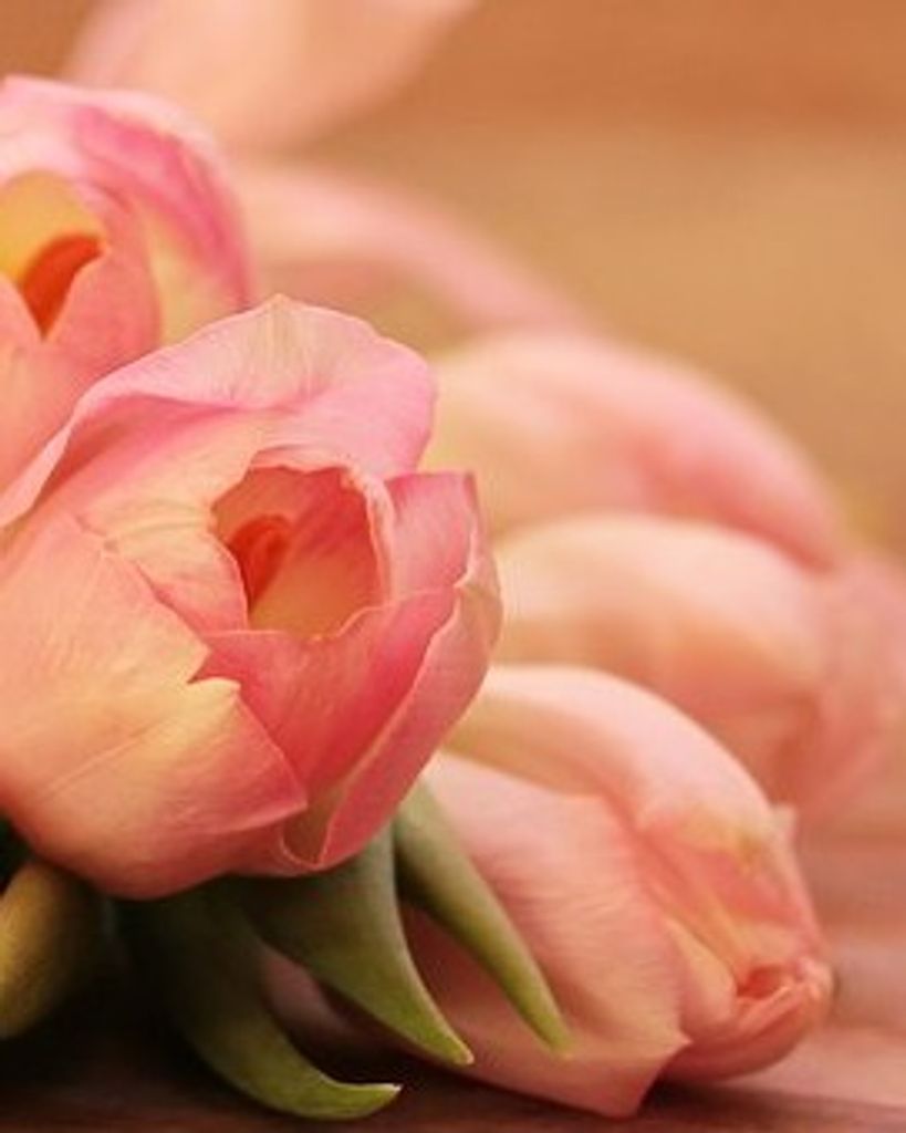 Peggy Joan Fipps Profile Photo