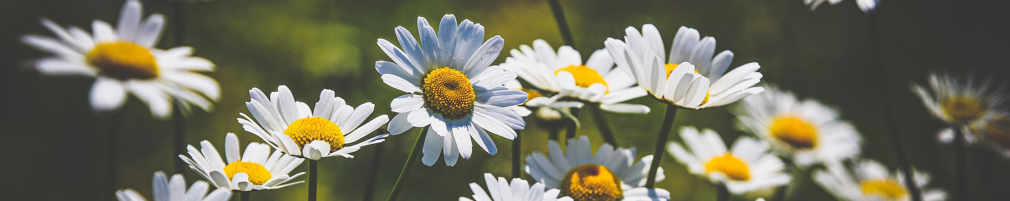 Cover for Anita Mae Jepson's Obituary