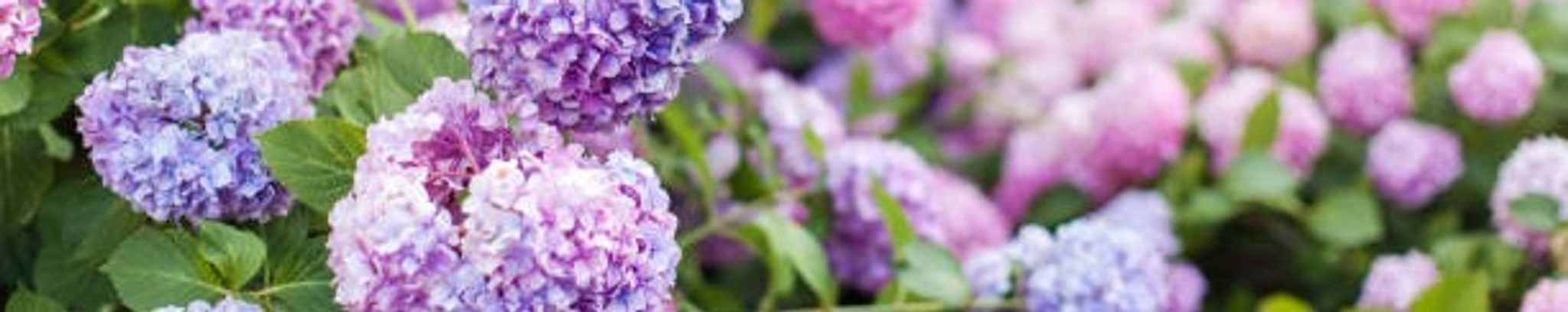 Cover for Virginia "Jenny" Wilcox's Obituary