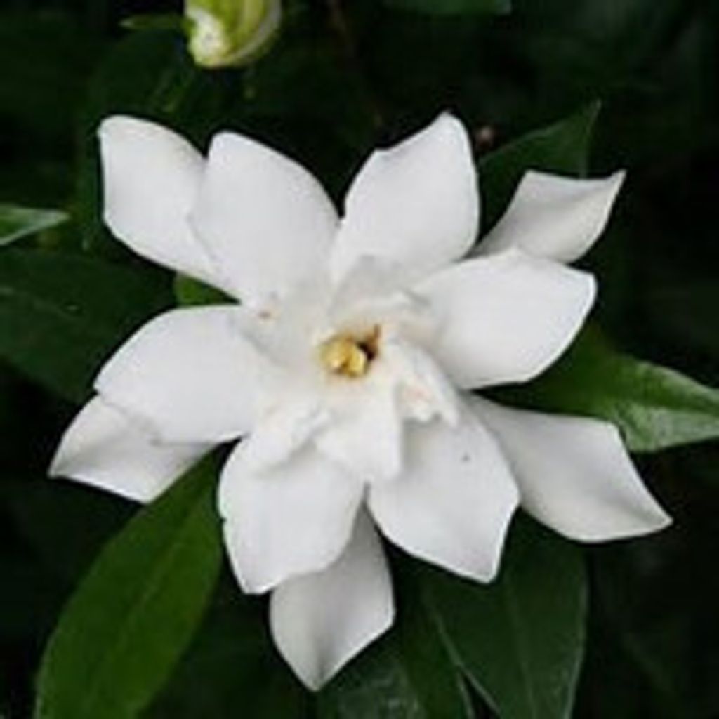 Laverne Lou Dye