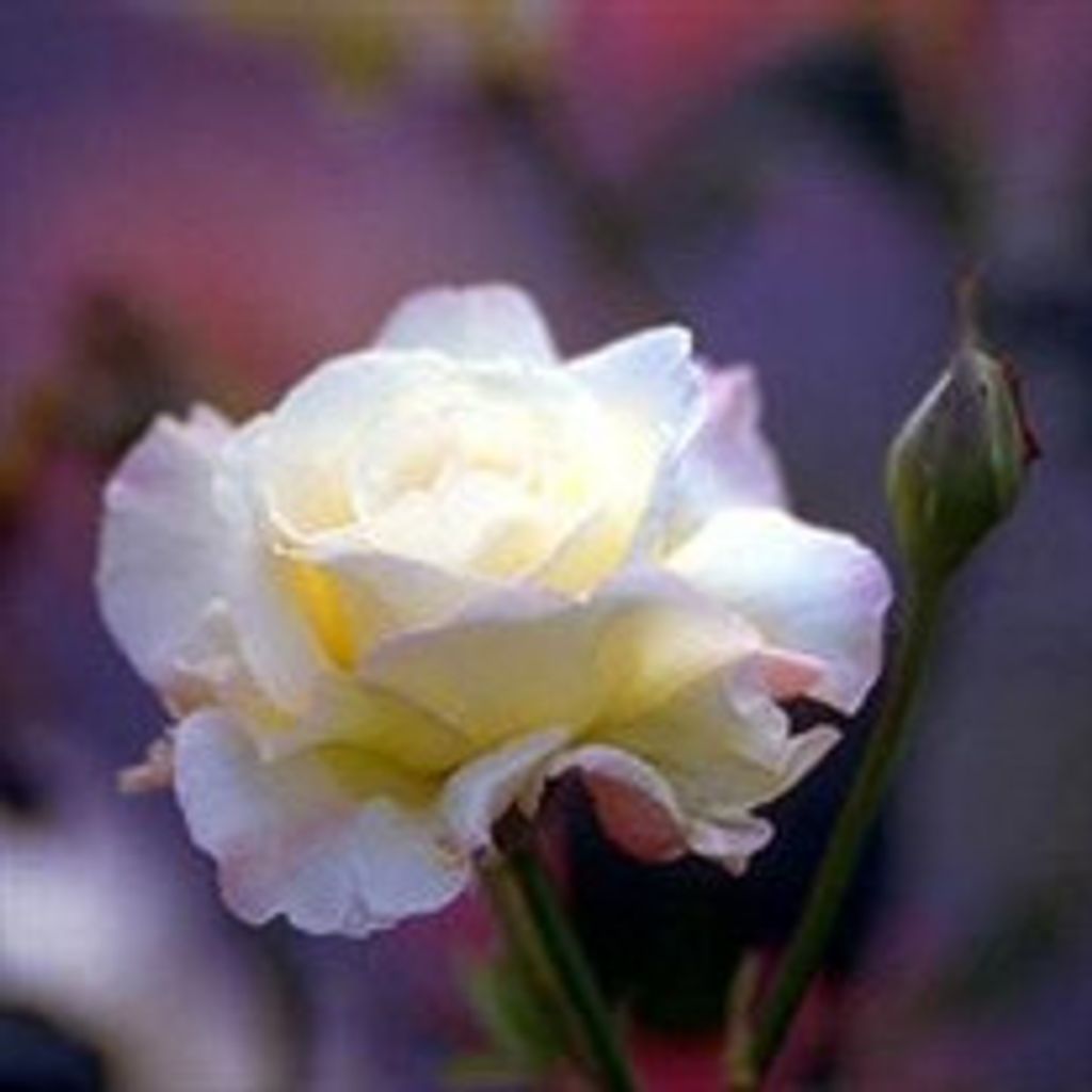 Gretchen R. Boyett