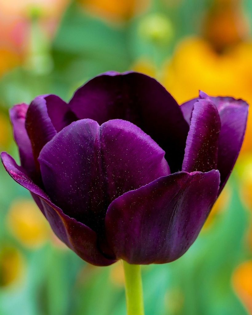 Mary Kate Lipscomb Profile Photo