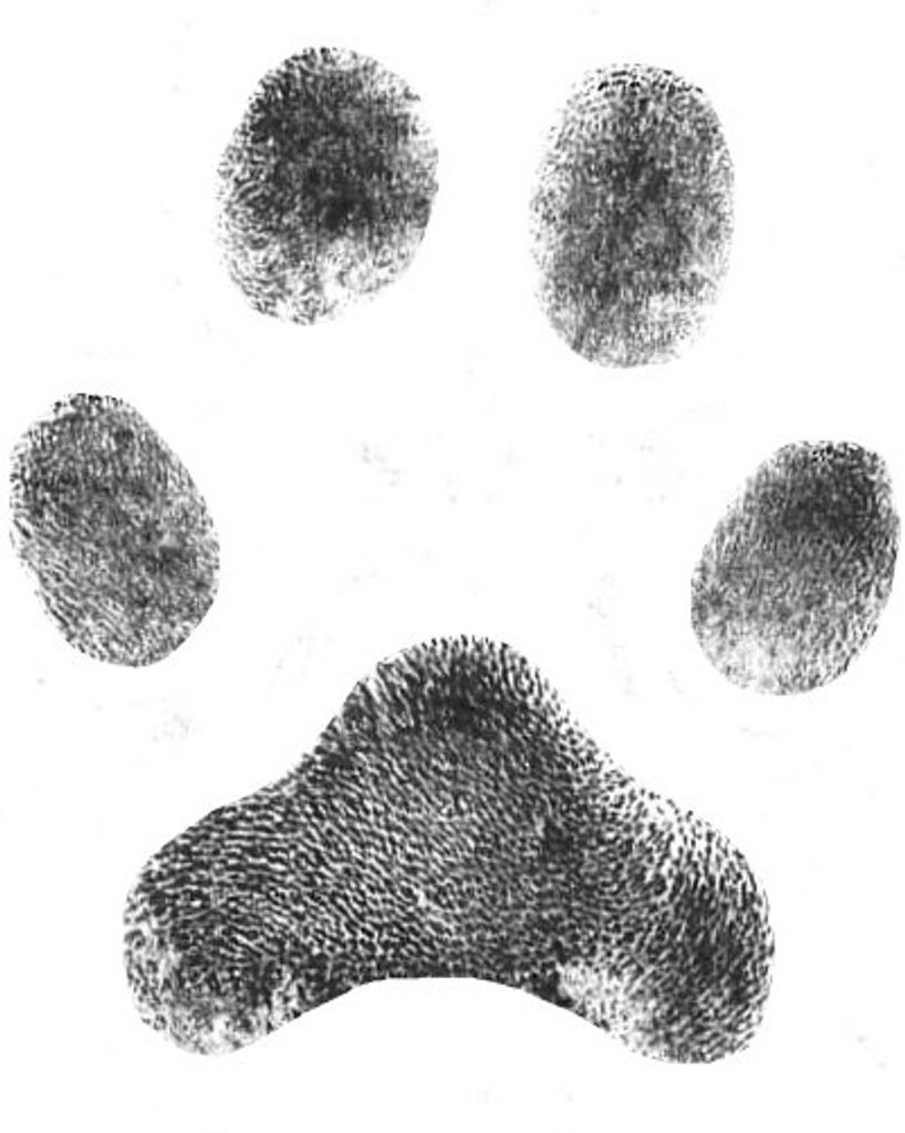 Duke Lieck Profile Photo